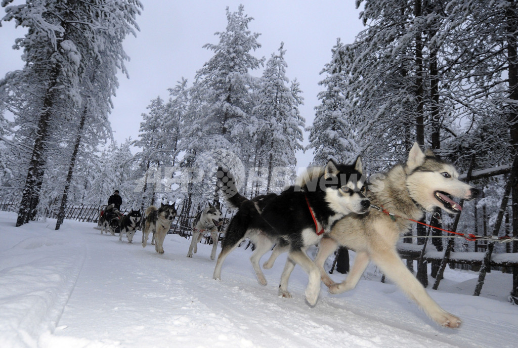 雪原を駆け抜ける シベリアンハスキーの犬ぞり 写真29枚 国際ニュース Afpbb News