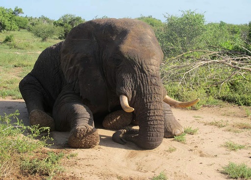 ソマリアで20年ぶりゾウ確認 危険かいくぐり数百km移動 写真3枚 国際