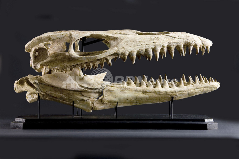 証明書付】恐竜トリケラトプスの肋骨 化石(希少)-