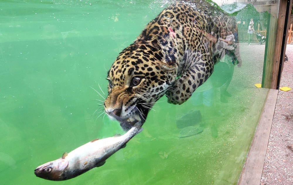 水中でガブリ お魚くわえたジャガー ネコ科だけど泳ぎは得意 写真9枚 国際ニュース Afpbb News