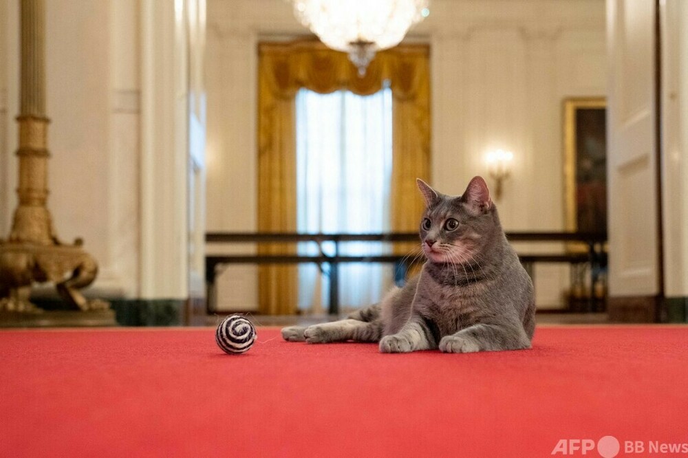 ファーストキャット 米大統領夫妻 ホワイトハウスに猫迎える 写真3枚 国際ニュース Afpbb News