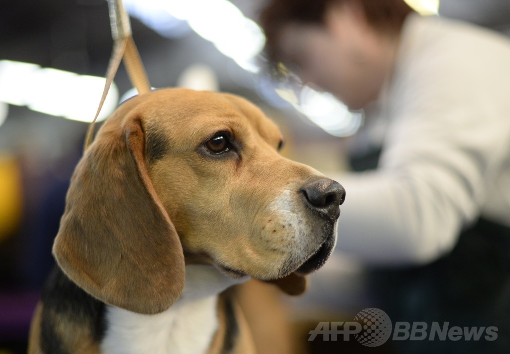 「美犬」大集合、ウエストミンスター・ケンネル・クラブ・ドッグショー