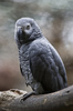 ヨウム（2011年9月23日撮影、資料写真）。(c)AFP/RONALDO SCHEMIDT 