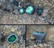 雲南省麗江市の老君山の標高3825メートルの林で、腐った木から発見されたラオジュンロクショウグサレキンの標本（2025年4月17日提供）。(c)CGTN Japanese