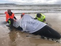 オーストラリア南部タスマニア島マッコーリーハーバーで、打ち上げられたクジラを助けようとする人たち（2020年9月22日撮影、同月23日提供）。(c)AFP PHOTO / TASMANIA POLICE