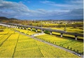 陝西省漢中市洋県で、菜の花が咲き乱れる中を走る高速鉄道列車（撮影日不明、資料写真）。(c)People’s Daily/史家民