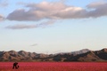 チリ・ウアスコ州で、アタカマ砂漠に咲き乱れる花々（2015年9月27日撮影）。(c)AFP/CARLOS AGUILAR
