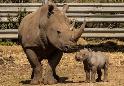 絶滅危惧されるシロサイの赤ちゃん、イスラエルの動物園で誕生