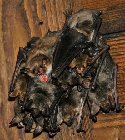 「国際コウモリ年」、コウモリの環境貢献に注目を 国連