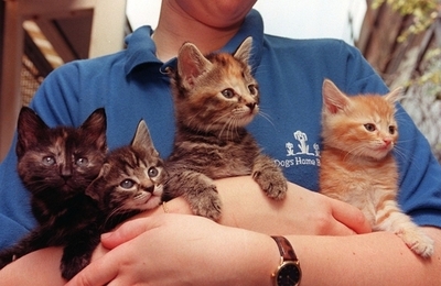 マイクロソフト、年次イベントで新技術を発表 - 米国