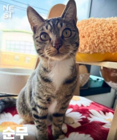 猫10匹超を譲渡→1～2週間で「死亡」「行方不明」報告…韓国・不審な男に動物保護団体が怒りの告発