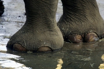 世界最長、ゾウの足跡化石群を発見 UAE