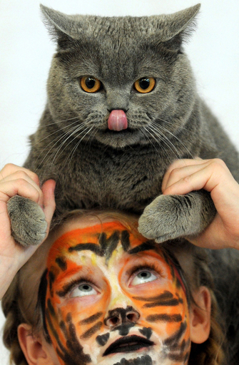 ニャンともかわいい、ベラルーシのキャットショー