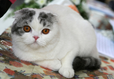 イスラエルで国際キャットショー開催