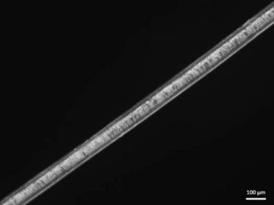 中国の研究者 ホッキョクグマの体毛を模倣した超保温素材を開発