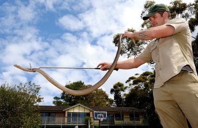 豪男性、ヘビにかまれ死亡