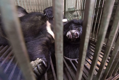クマの胆汁入り瓶350本押収、男を逮捕 ベトナム