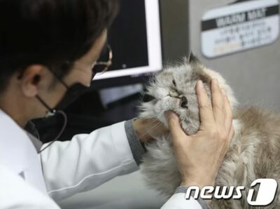韓国で深刻化するペット猫の「原因不明の筋肉病」…震える飼い主ら