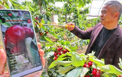 ライブ中継でサクランボを販売、地元政府も後押し 中国・秦皇島