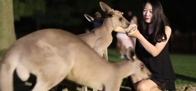 上海の動物園、夜間営業で新たな夜消費を掘り起し