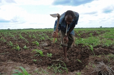 気候変動、作物が生育不能になる「ホットスポット」を特定