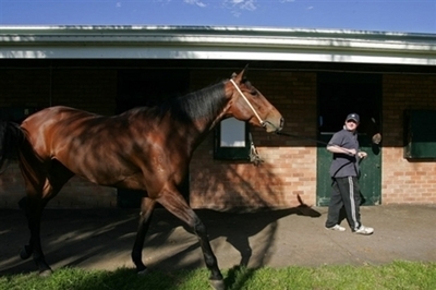 豪政府、「馬インフル拡大の原因は当局の検疫不備放置」とする見方を否認