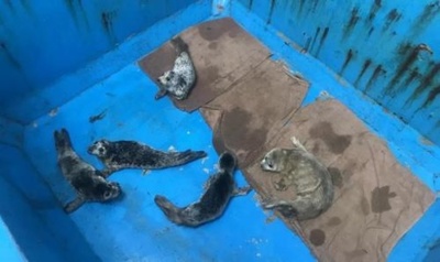 水族館への転売狙う 大連のゴマフアザラシ密漁者グループ