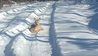 「助けて…」子どものノロジカが森林保護員の行く手を阻む 中国黒竜江