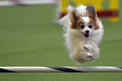 世界的ドッグショー開幕目前、米NYで関連イベント