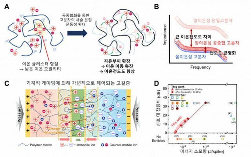 イオンダイオードの素材設計および特性化の概念図。図Aはポリマーチェーンの緩み挙動を示した模式図、図Bは陽イオン性共重合体におけるバランスの取れた伝導性を示している。図Cはイオン崩壊現象の概略図、図Dはエネルギー消費量と信号対雑音比のグラフ＝漢陽大学/スタンフォード大学キム・ヨンミン博士研究員(c)KOREA WAVE