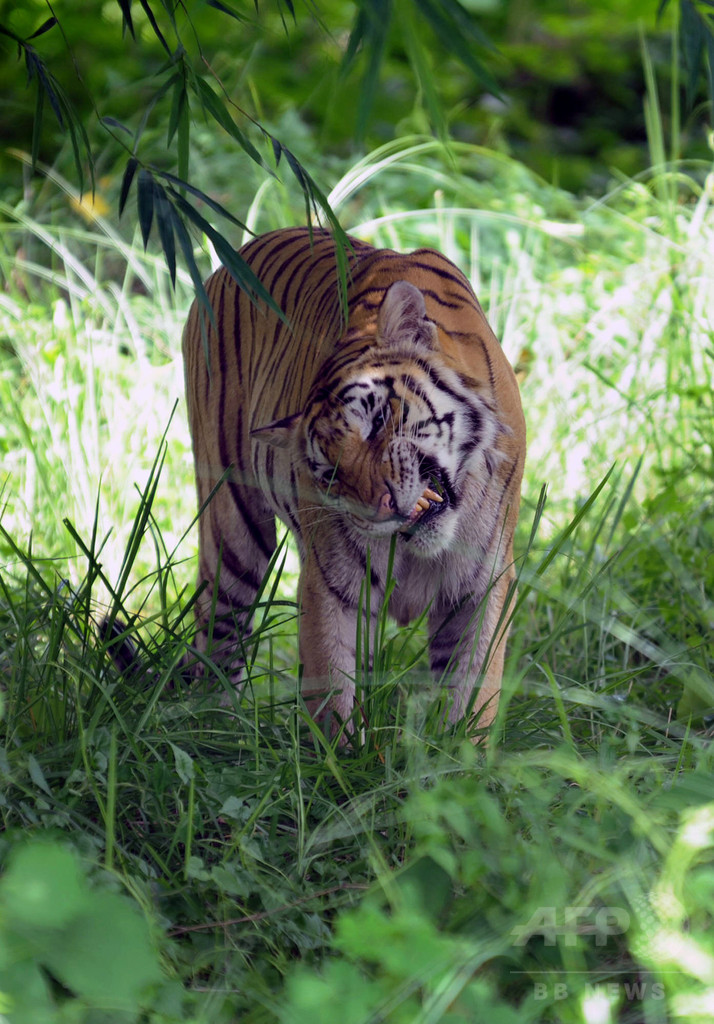 野生トラ保護の国際会議開催 バングラデシュ 写真1枚 国際ニュース Afpbb News