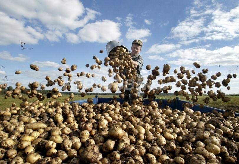 米国人が一番好きな野菜はジャガイモ 写真1枚 国際ニュース Afpbb News