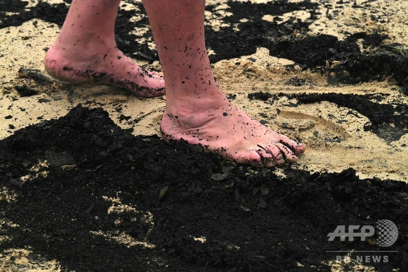 豪森林火災、コアラ保全のカギ握る個体群が半減 野生動物5億匹が焼死か