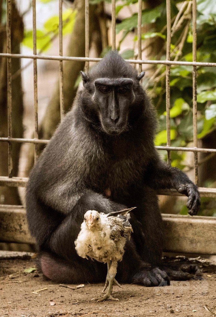 愛に飢えた雌ザル、ニワトリを「養子」に イスラエル動物園