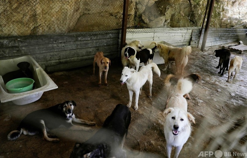 「魂を売った…」困窮でペット手放す人続出 レバノン