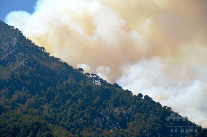 チリ大規模山火事、固有の動植物にも脅威