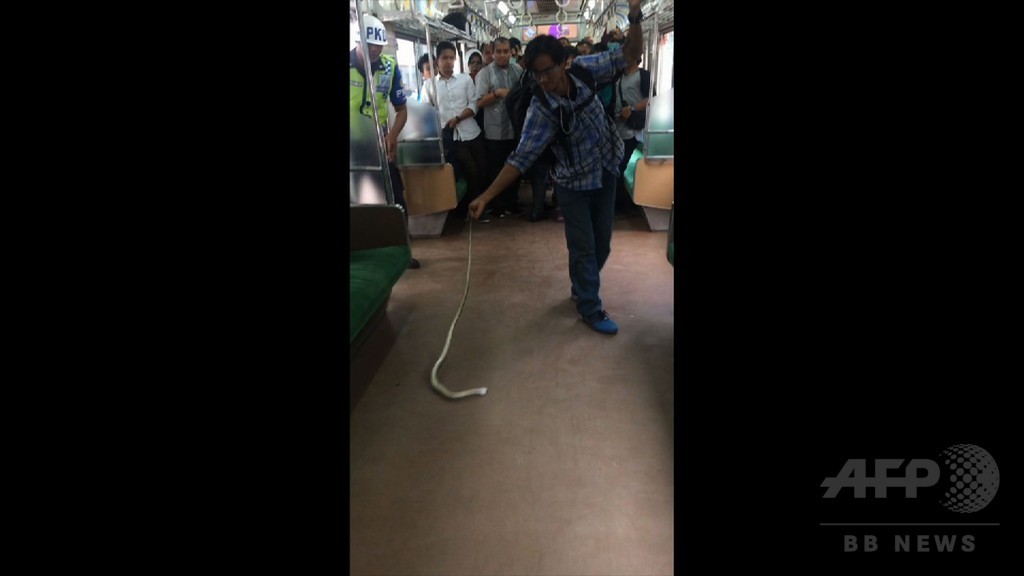 通勤電車内にヘビ! 素手でやっつけた男性に称賛 インドネシア 通勤電車内にヘビ! 素手でやっつけた男性に称賛 インドネシア