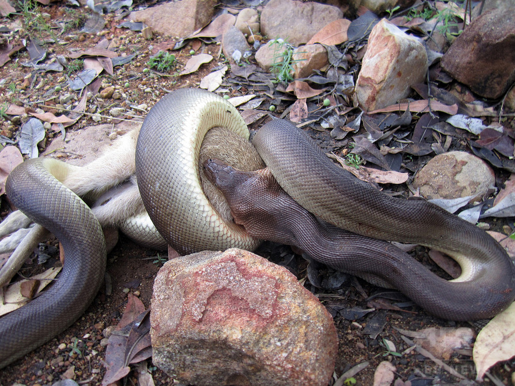 ニシキヘビがワラビーのみ込む瞬間を目撃 オーストラリア 写真8枚 国際ニュース Afpbb News