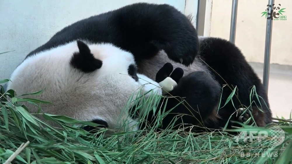 動画 赤ちゃんパンダは保育器に ぬいぐるみで母性育む 台北市立動物園 写真1枚 国際ニュース Afpbb News