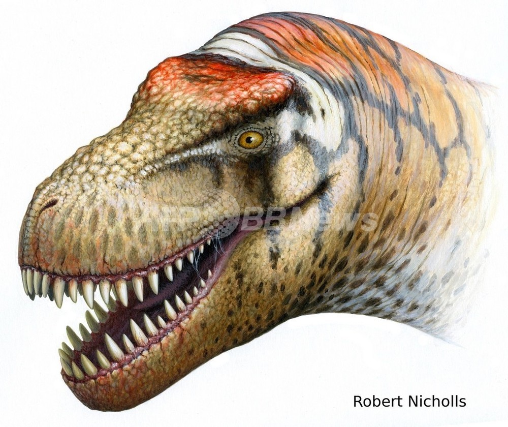 化石 ティラノサウルスの歯 T-Rexの歯 見事なエナメル！セレーション