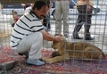 イラクの首都バグダッド（Baghdad）で、イヌのほか、クマ、ライオン、ワニ、サル、コンドル、オオカミ、クジャク、ヒヒ、ダチョウ、アナグマ、ヤマアラシなどを取り扱うペット店が、動物園の代わりとして人気を博している。来店者は1日あたり400人。ペットを買うのではなく、ただ見に来ている人が多いという。ペット店店主のSabah Alazawi氏によれば、次はハイエナを入荷する予定。

写真は、ペット店で販売するライオンと一緒にポーズをとる店主のAlazawi氏（2010年6月28日撮影）。(c)AFP/JACQUES CLEMENT