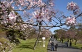 一般公開されている皇居・乾通りの桜（2016年3月25日撮影）。(c)AFP/KAZUHIRO NOGI