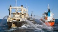 南極海（Southern Ocean）で、日本の調査捕鯨船「日新丸（Nisshin Maru）」（左）と補給タンカー「サン・ローレル（San Laurel）号」（右）の間に割り込む反捕鯨団体シー・シェパード（Sea Shepherd Conservation Society）の抗議船「ボブ・バーカー（Bob Barker）号」（中央、2013年2月25日撮影、同26日提供）。(c)AFP/SEA SHEPHERD AUSTRALIA/TIM WATTERS