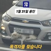 車のバンパーに挟まった「白い犬」…韓国「運転手による虐待？」から一転、思わぬ目撃証言