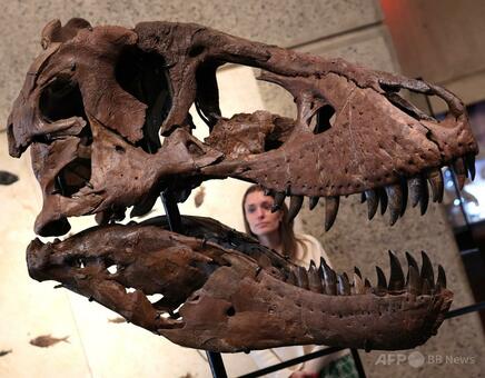 T・レックスの骨格標本、過去最高の81億円で落札 米サザビーズ 写真3枚