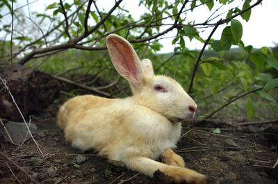 ウサギの勃起細胞を培養し生殖機能回復に成功、ヒトでの活用に期待