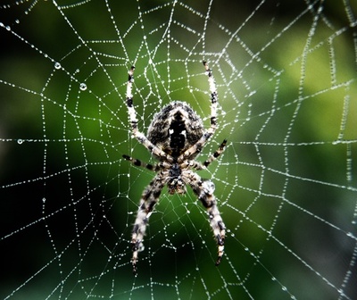 世界のクモの餌消費量、初の推定 人間の肉・魚の消費量に匹敵