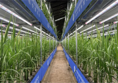 新疆の砂漠に作られた温室で、イネの「60日間生育」に成功