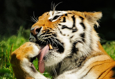 ドイツ、ミュンヘン動物園のシベリアトラ