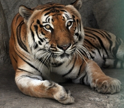 トレーラーごと盗まれたトラとラクダ見つかる、カナダ